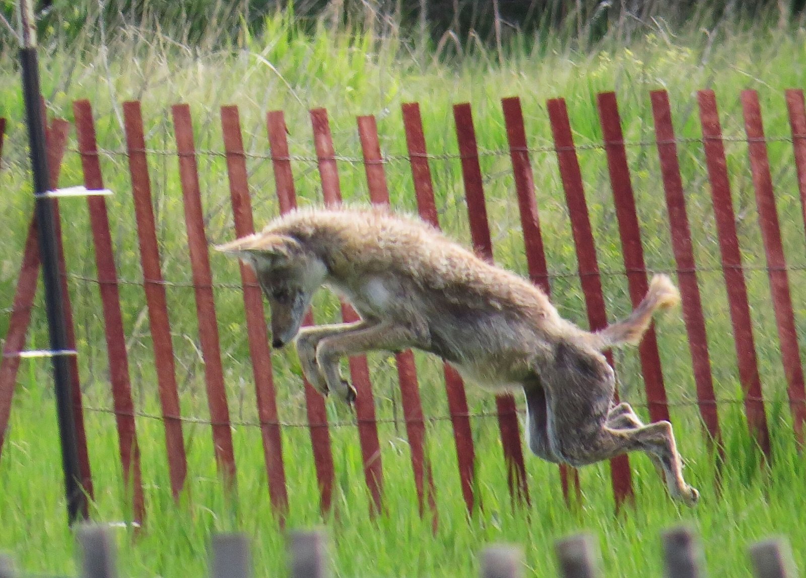 Rhythmic Nest Building: The Art of Comfort (image credits: wikimedia)