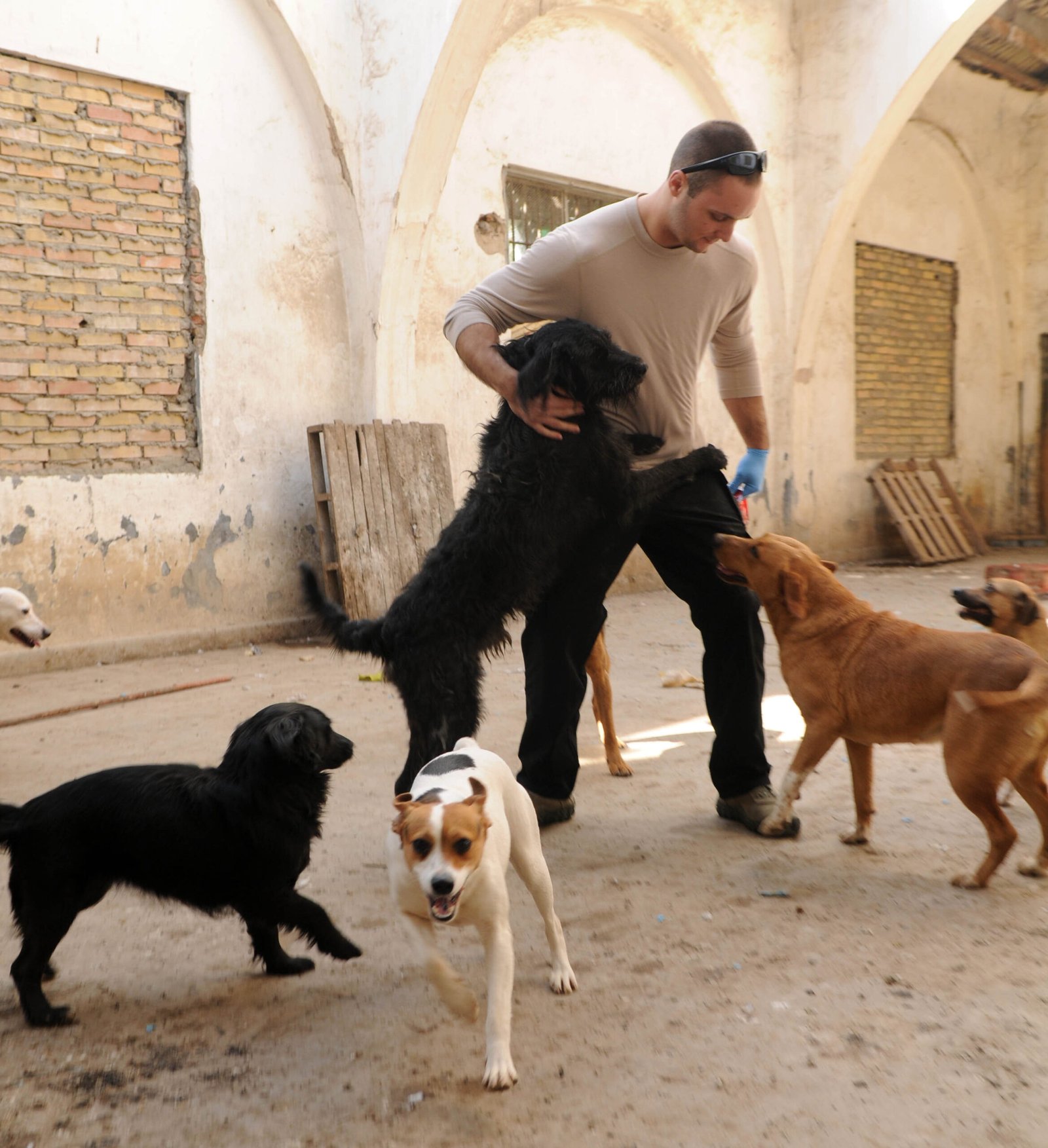 The Role of Shelter Staff in the AI Era (image credits: wikimedia)