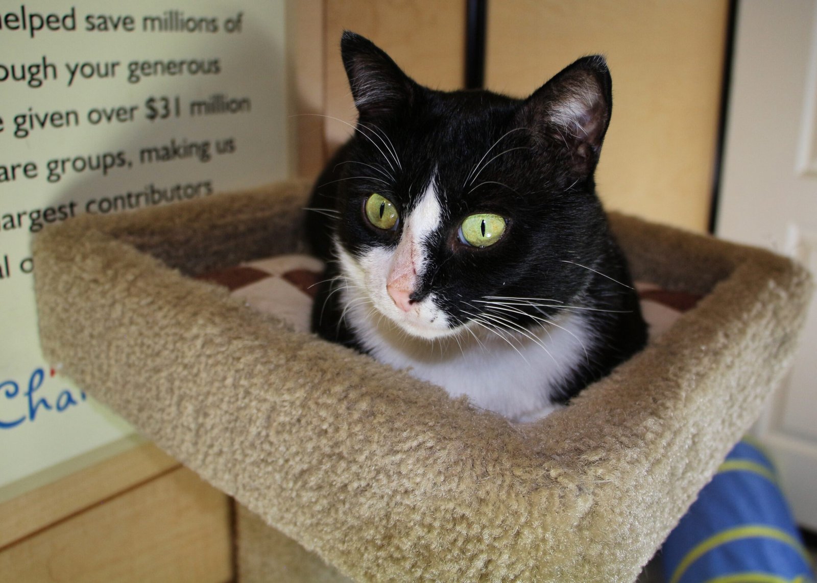 Adopter Expectations vs. Reality (image credits: wikimedia)