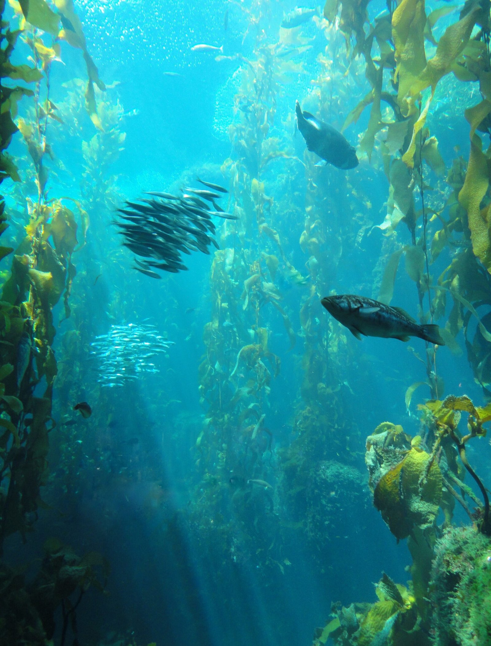 Kelp Forests in Peril: Loss of an Underwater Rainforest (image credits: wikimedia)