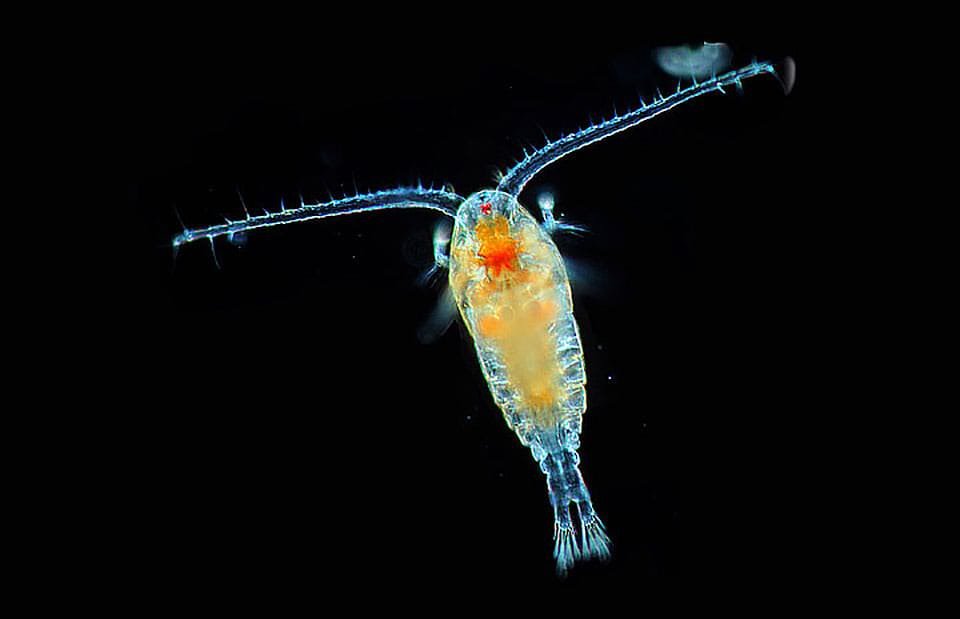 Plankton on the Move: The Base of the Food Web (image credits: wikimedia)