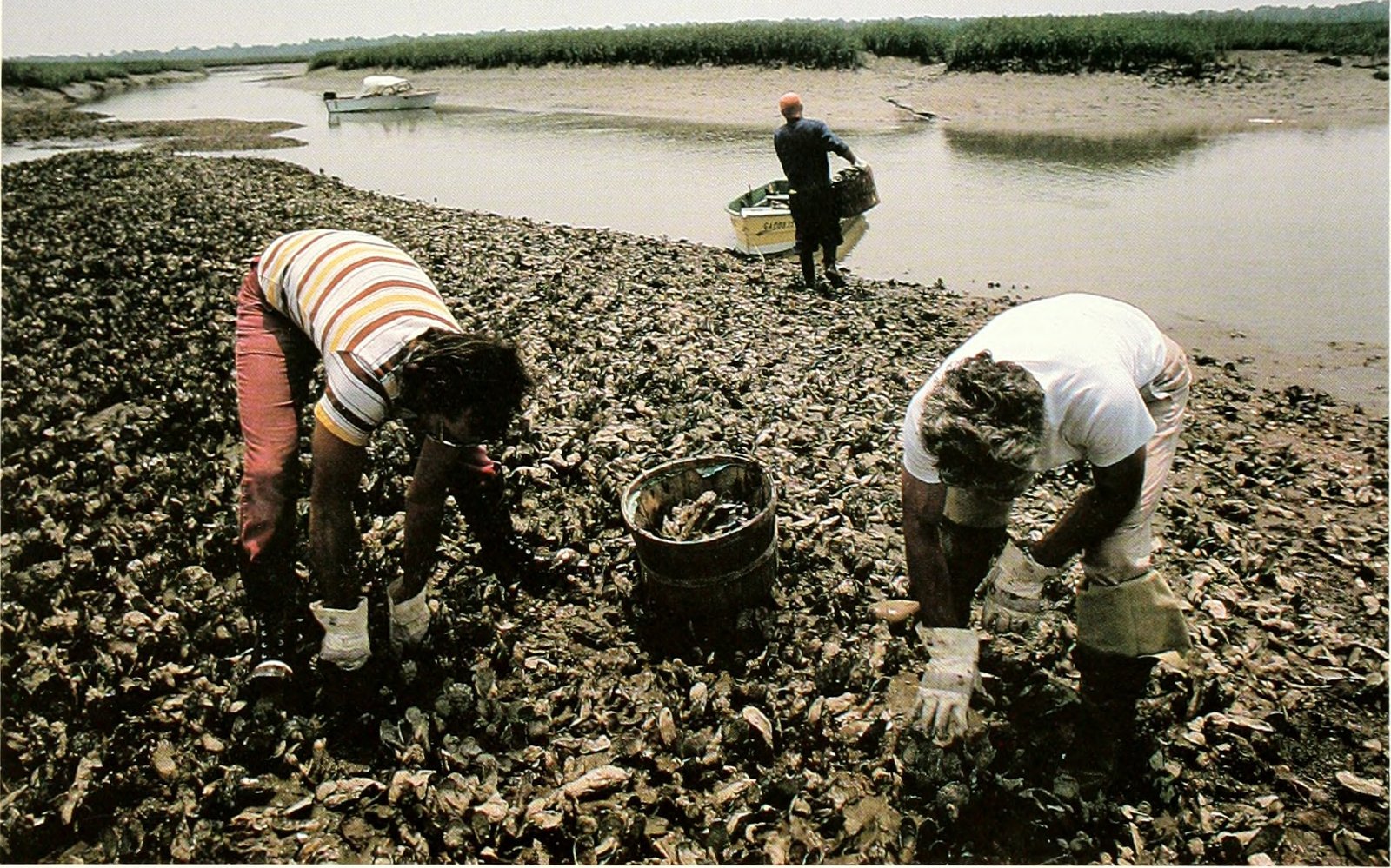 Shellfish Under Pressure: Mussels, Oysters, and Crabs (image credits: wikimedia)