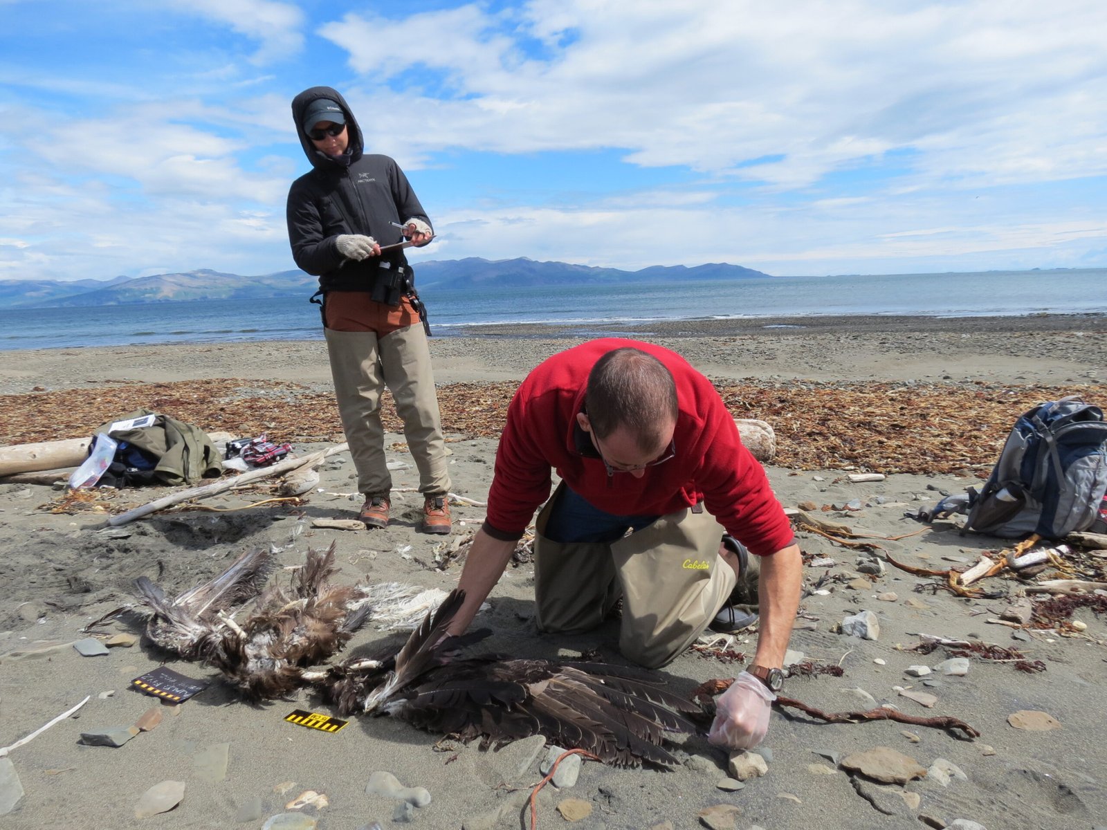 Citizen Science: The Power of Public Observation (image credits: wikimedia)