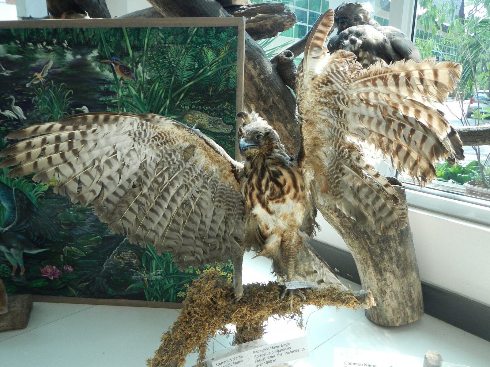Preserving Endemic Species (image credits: wikimedia)