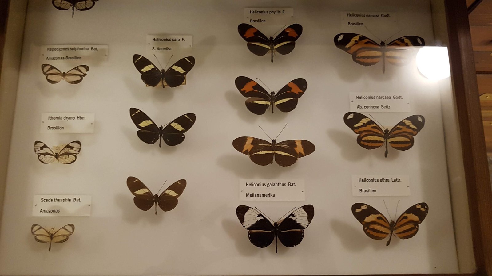Rediscovering Lost Species (image credits: wikimedia)
