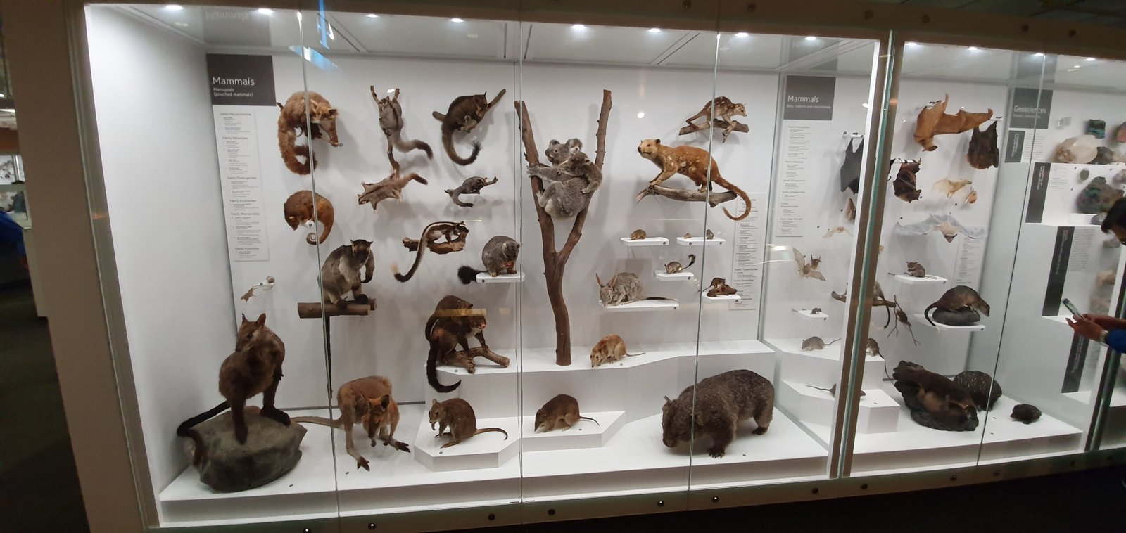 The Hidden World Behind Glass (image credits: wikimedia)