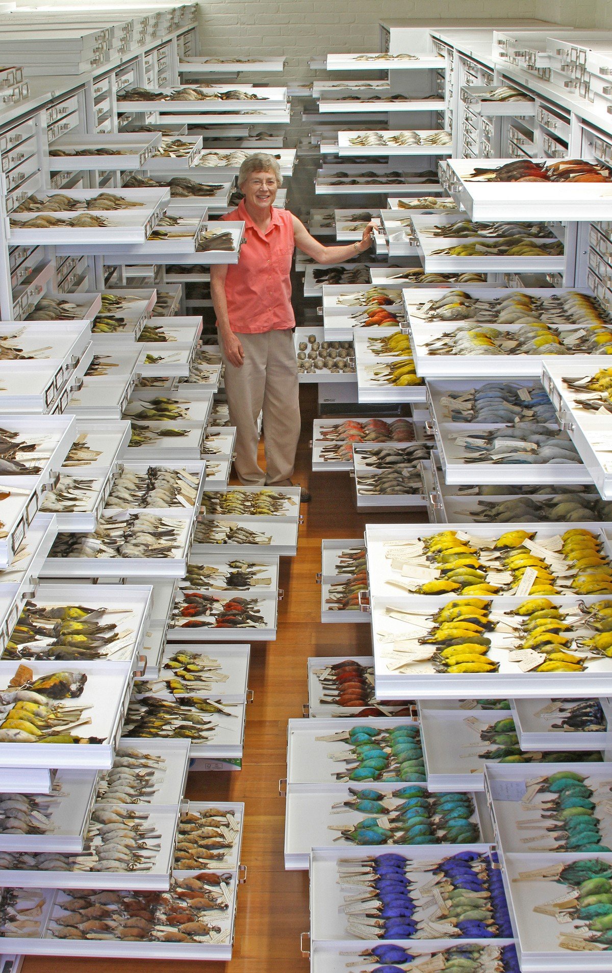 Preserving Life: The Art and Science of Conservation (image credits: wikimedia)