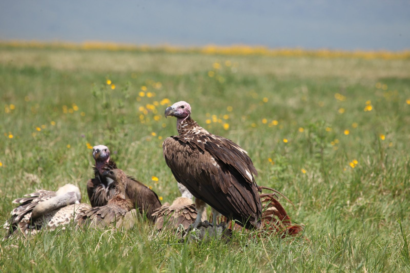 Nature’s Resurgence: Wildlife in the Crater (image credits: wikimedia)