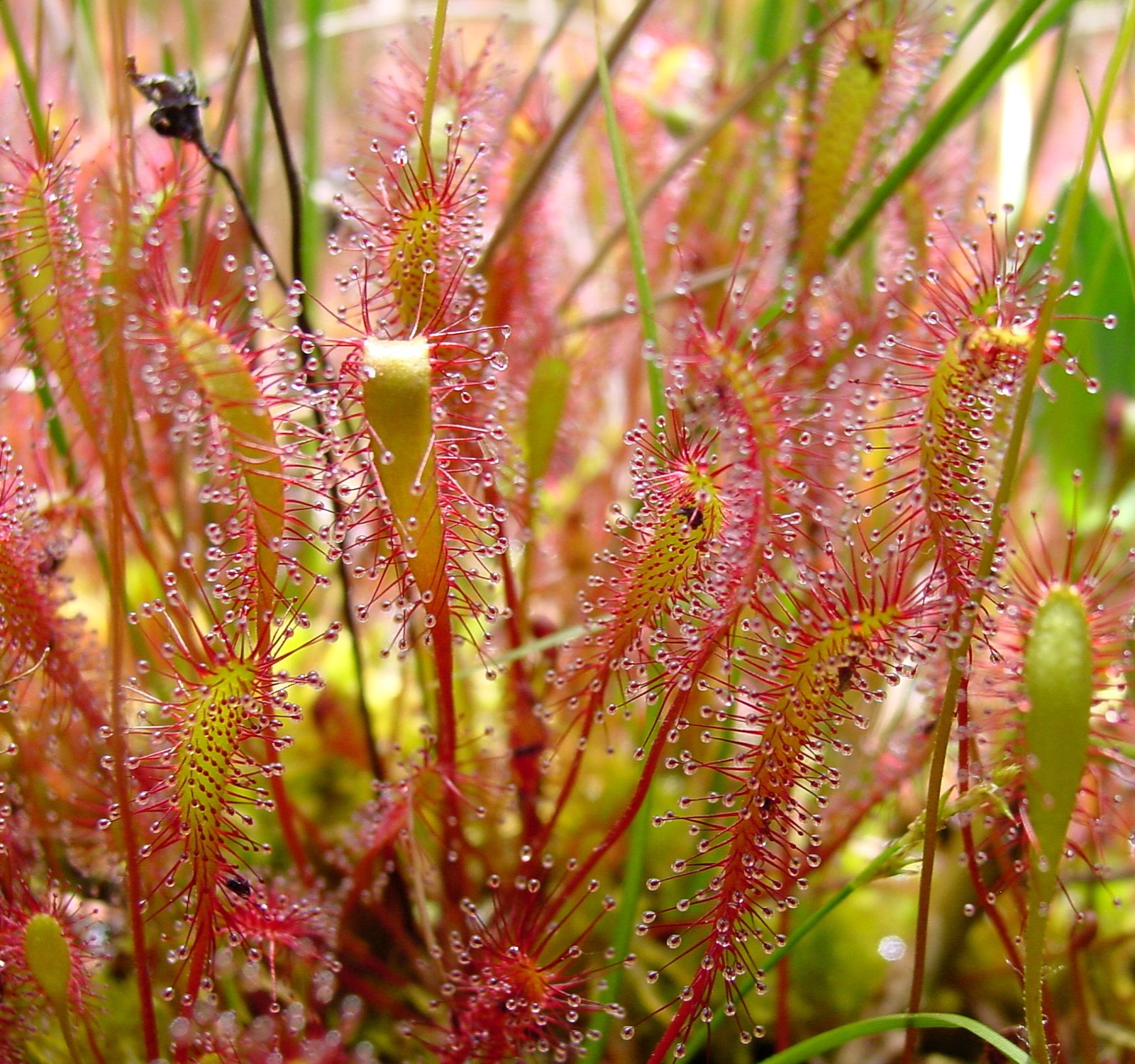 Sundews: Sticky But Deadly (image credits: wikimedia)