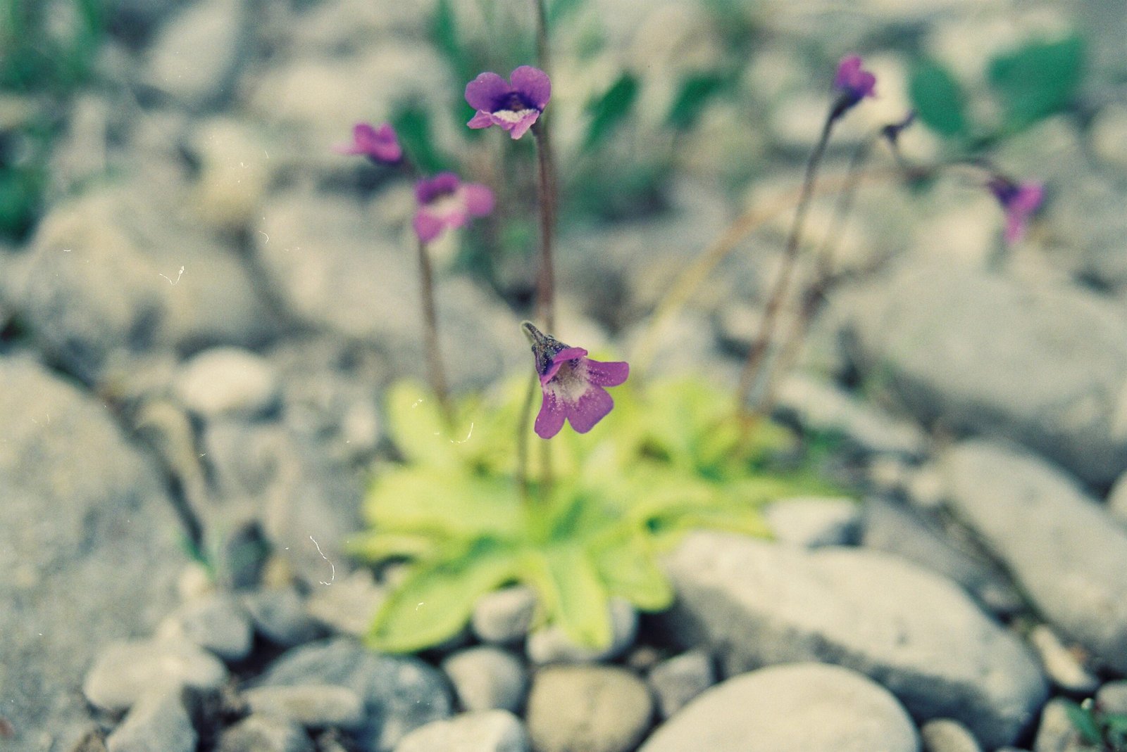 Butterworts: Greasy and Lethal (image credits: wikimedia)