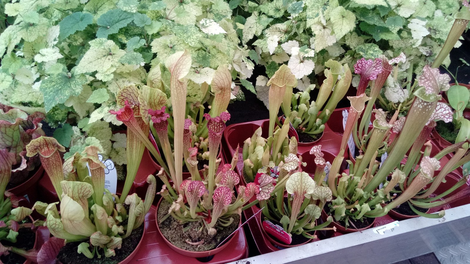 Carnivorous Plants in Pop Culture (image credits: wikimedia)