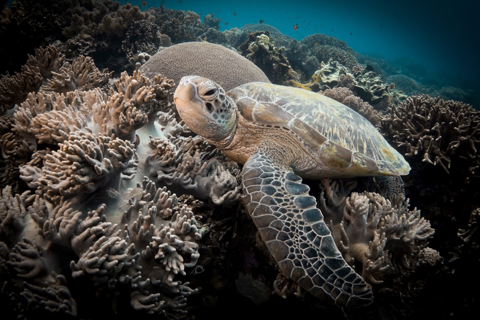 The Turtles’ Sanctuary: Ancient Mariners of the Triangle (image credits: wikimedia)