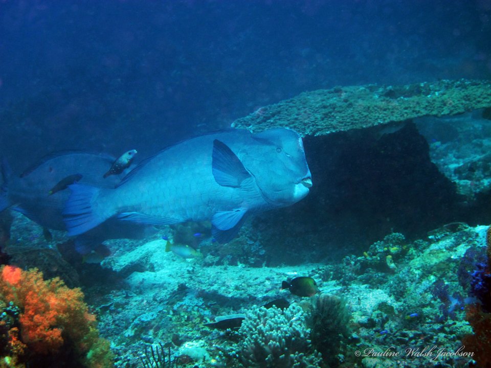 Endangered Species: On the Brink (image credits: wikimedia)