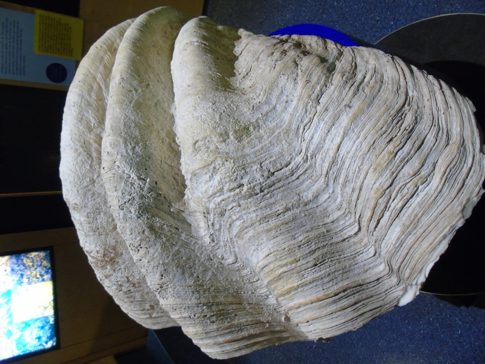 The Magnificent Titans of the Sea (image credits: wikimedia)