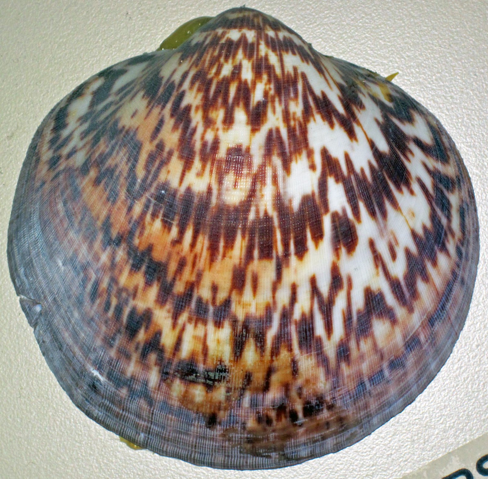 Clams as Colorful Living Jewels (image credits: wikimedia)
