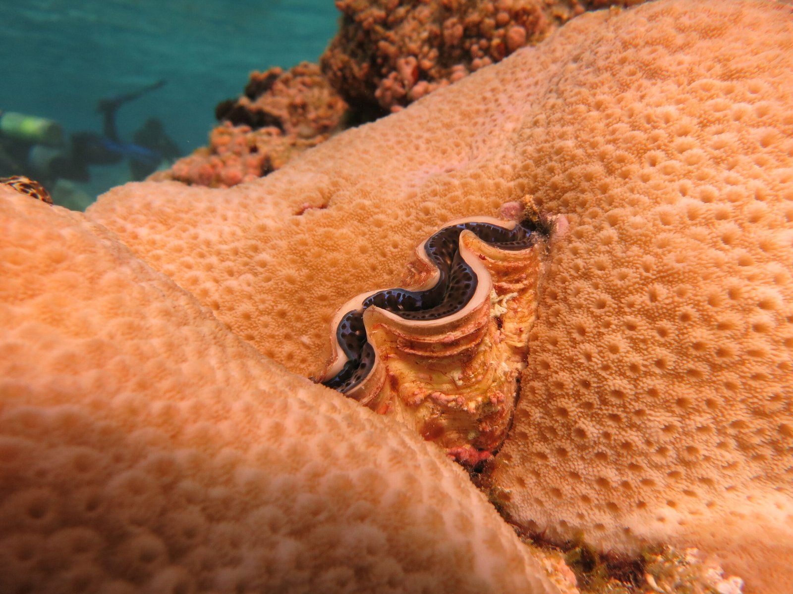 Clams and the Coral Connection (image credits: wikimedia)
