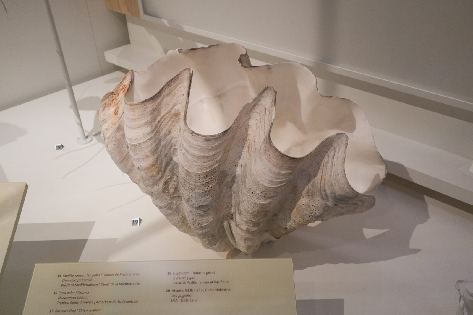 Giant Clams: More Than Just Seafood (image credits: wikimedia)