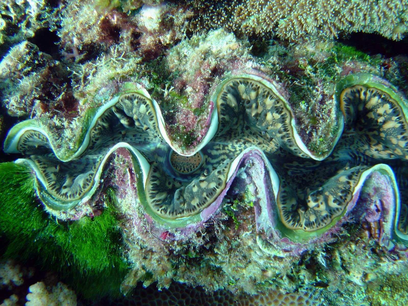 Giant Clams and the Climate Crisis (image credits: wikimedia)