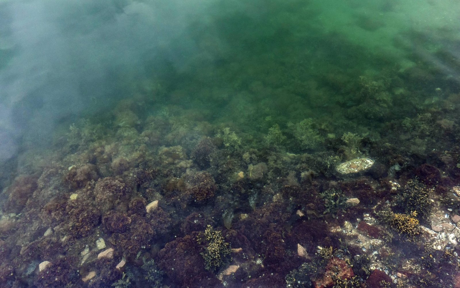 The Mystery Beneath the Waves (image credits: wikimedia)