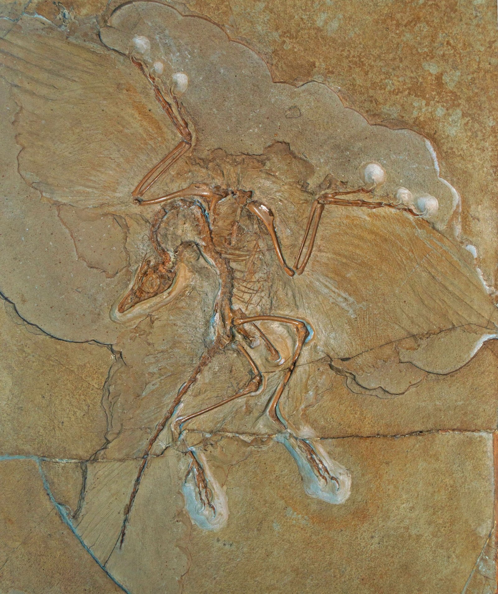 The Unexpected Tale of Archaeopteryx (image credits: wikimedia)
