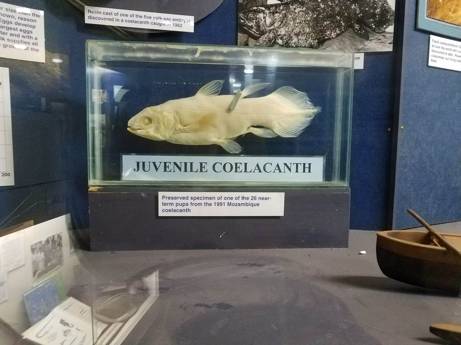 The Coelacanth: A Living Fossil’s Comeback (image credits: wikimedia)
