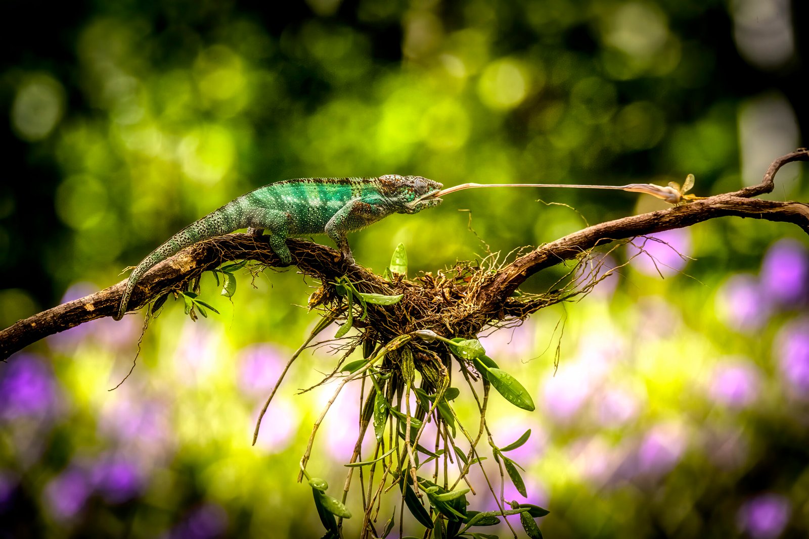 Sticky Science: The Prehensile Tongue Tip (image credits: wikimedia)