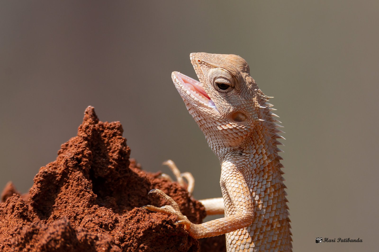 A Predator’s Secret Weapon (image credits: wikimedia)