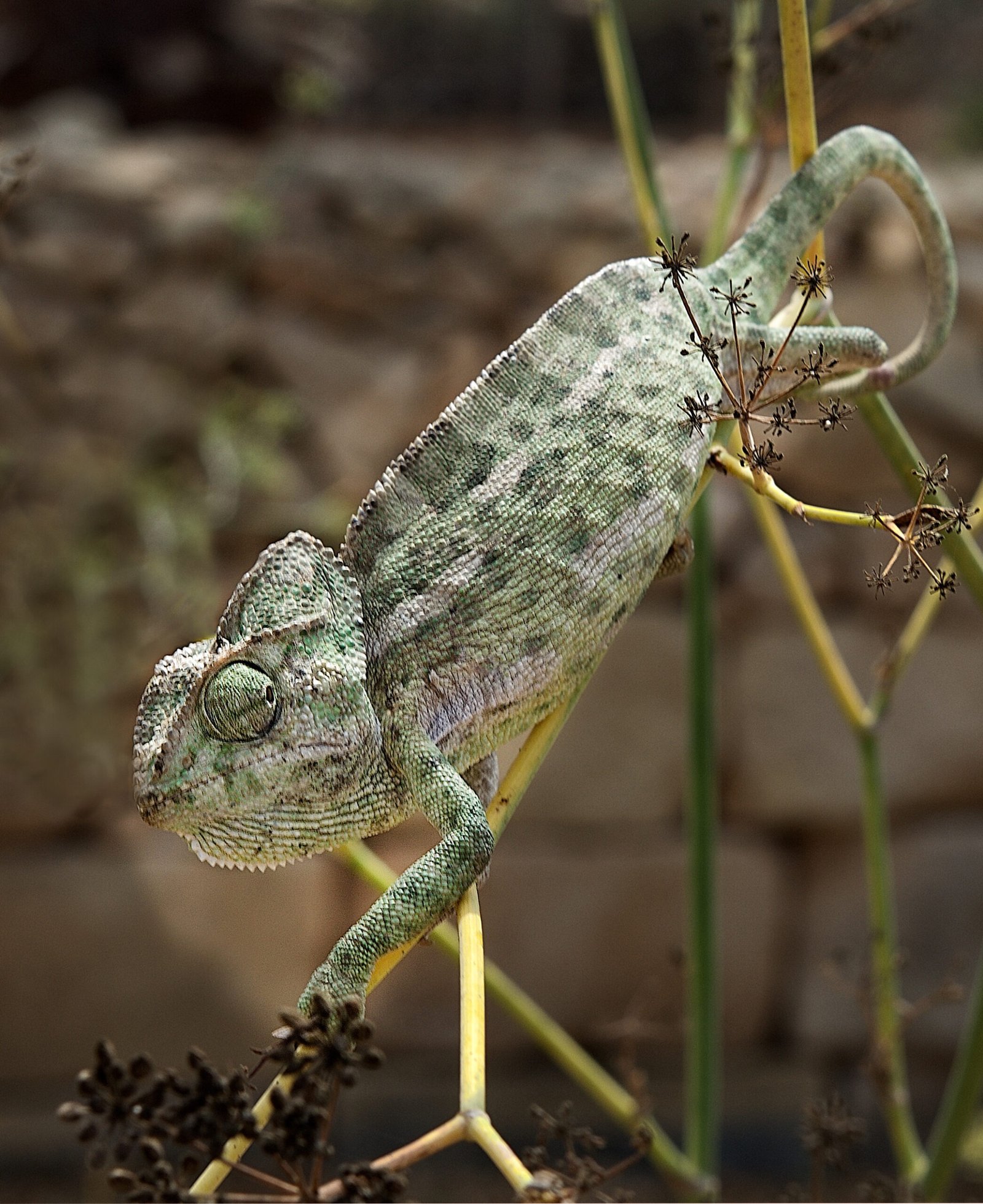 Challenges and Vulnerabilities (image credits: wikimedia)