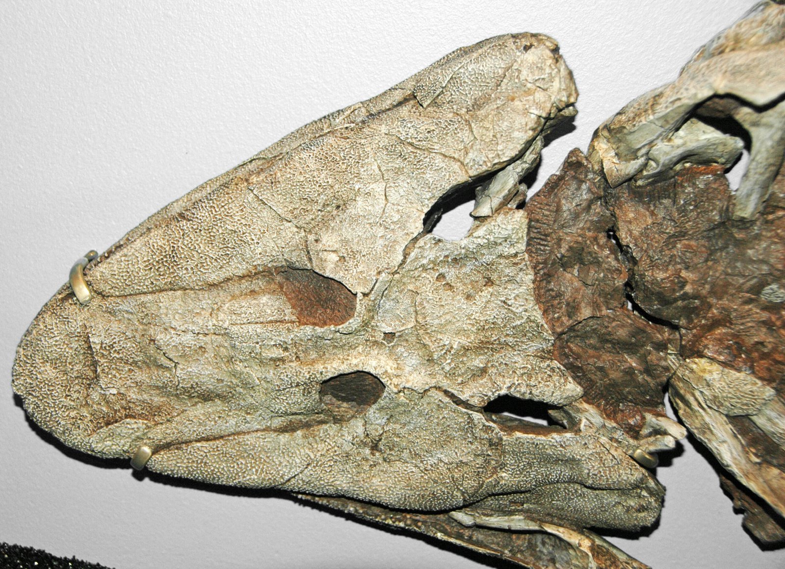 The Tiktaalik Fossil: Walking Fish on the Edge (image credits: wikimedia)
