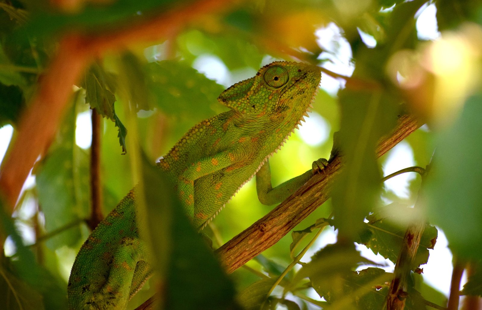 Scientific Curiosity: Ongoing Research (image credits: wikimedia)