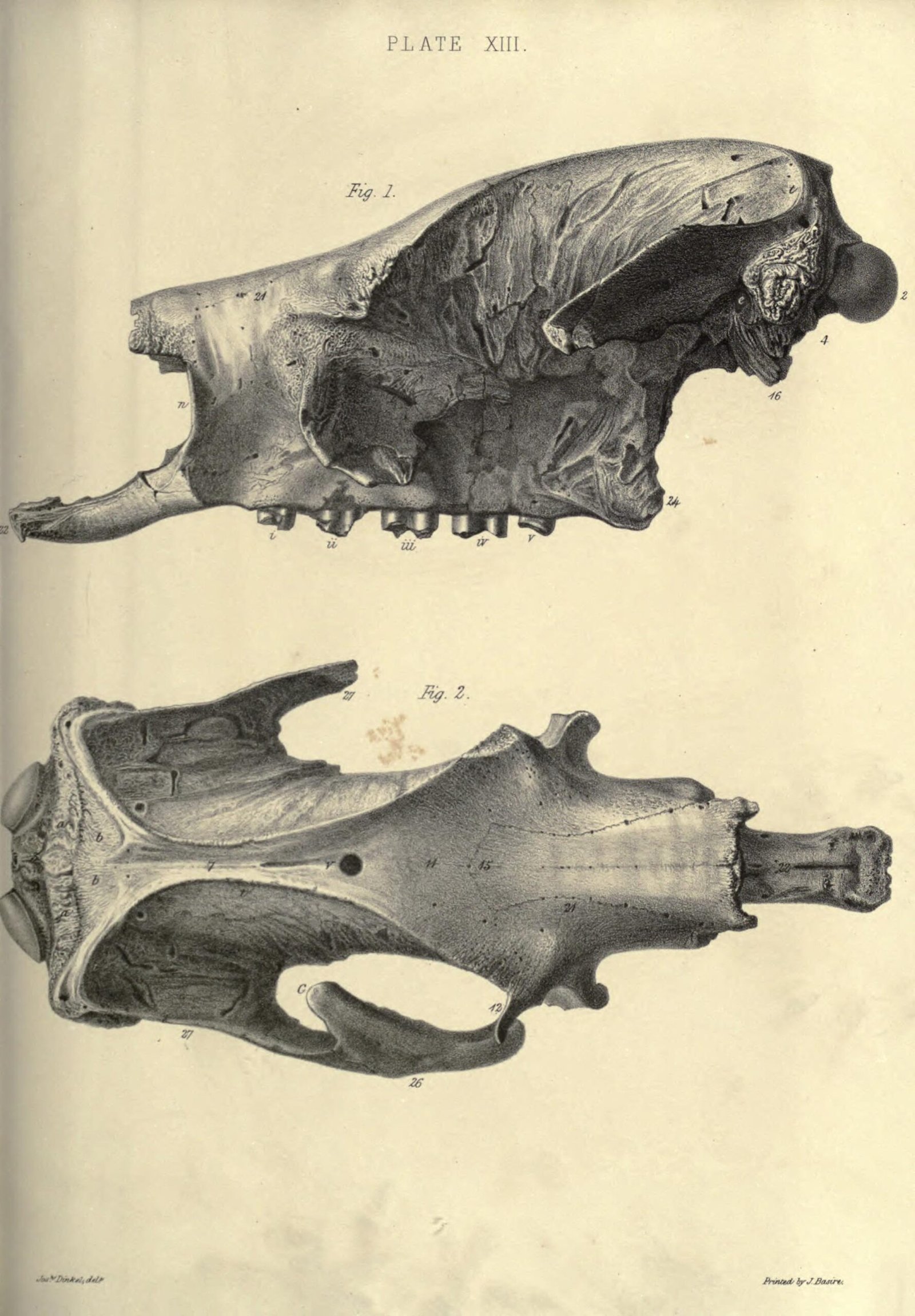 The Giant Sloth Caves of South America (image credits: wikimedia)