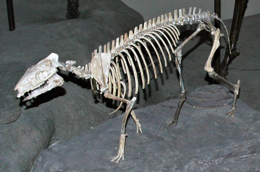 The Hyracotherium: Dawn Horse in the Shadows (image credits: wikimedia)