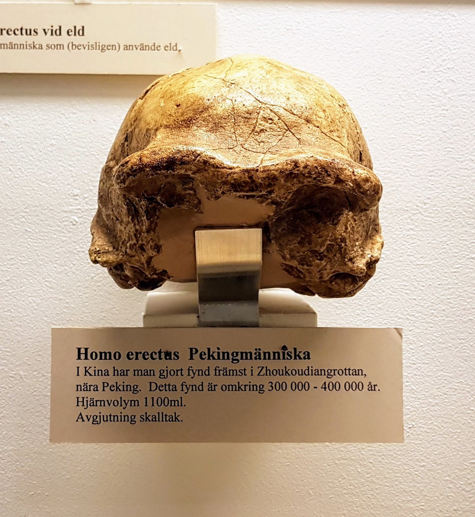 The Peking Man Rediscovered (image credits: wikimedia)