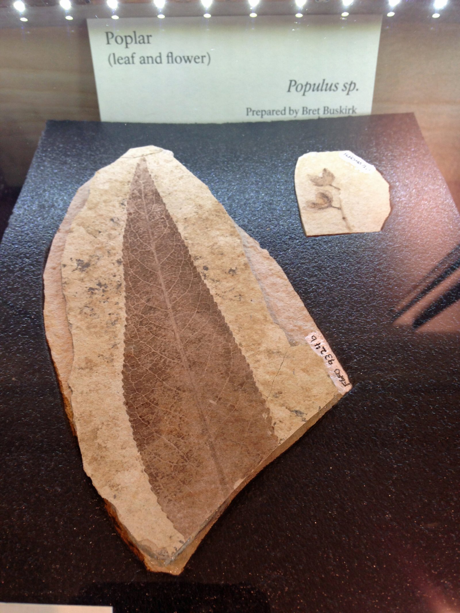 Fossil Flowers: The Birth of Blossoms (image credits: wikimedia)