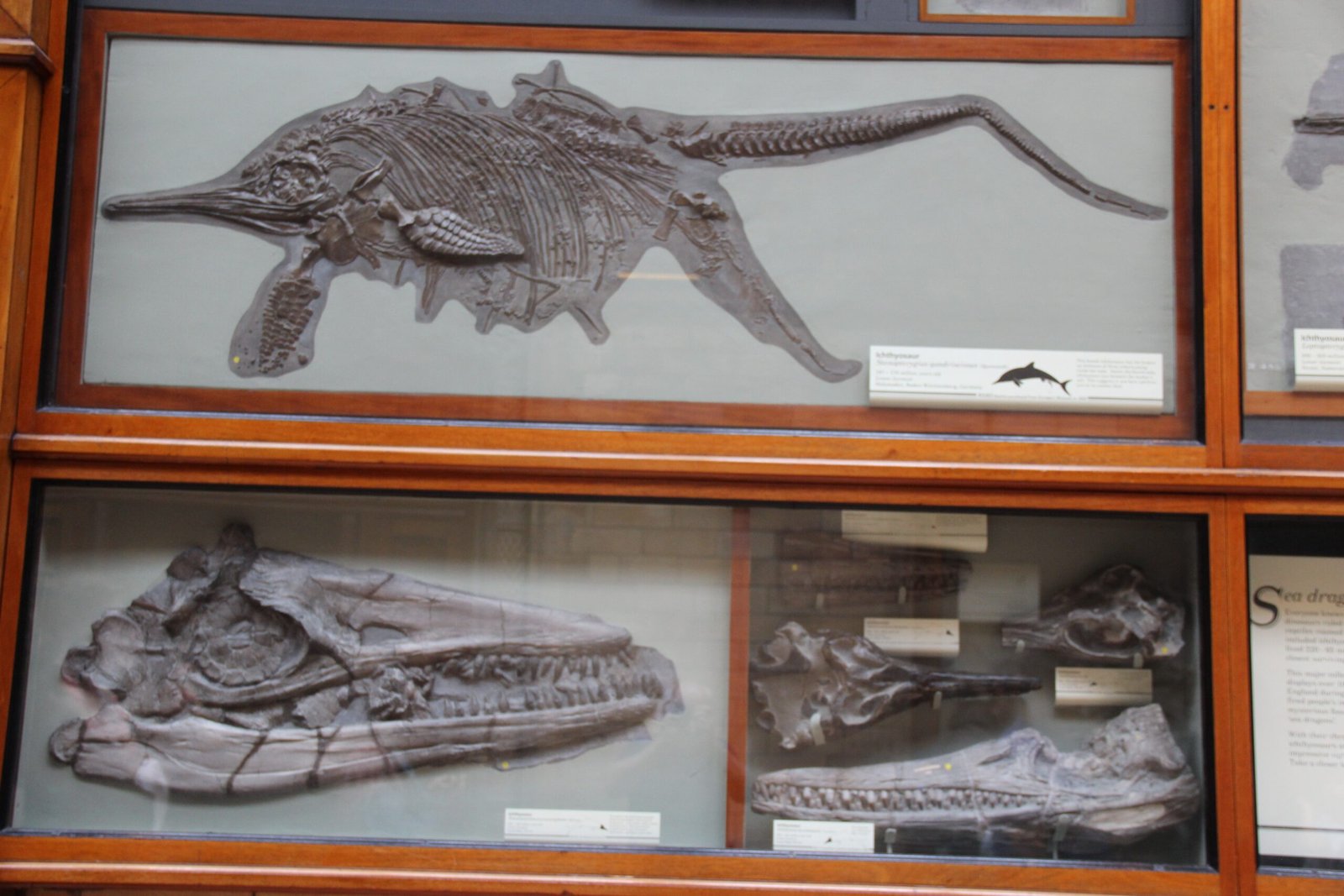 The Ichthyosaur Skeleton in Mary Anning’s Attic (image credits: wikimedia)