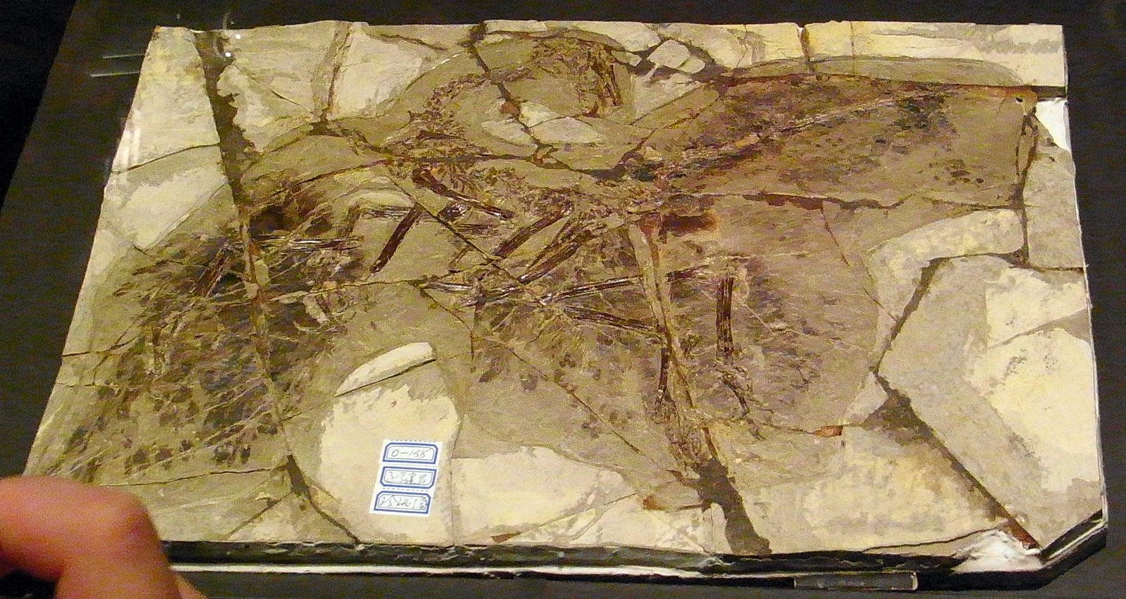 The “First Feather”: Anchiornis and the Color of Dinosaurs (image credits: wikimedia)