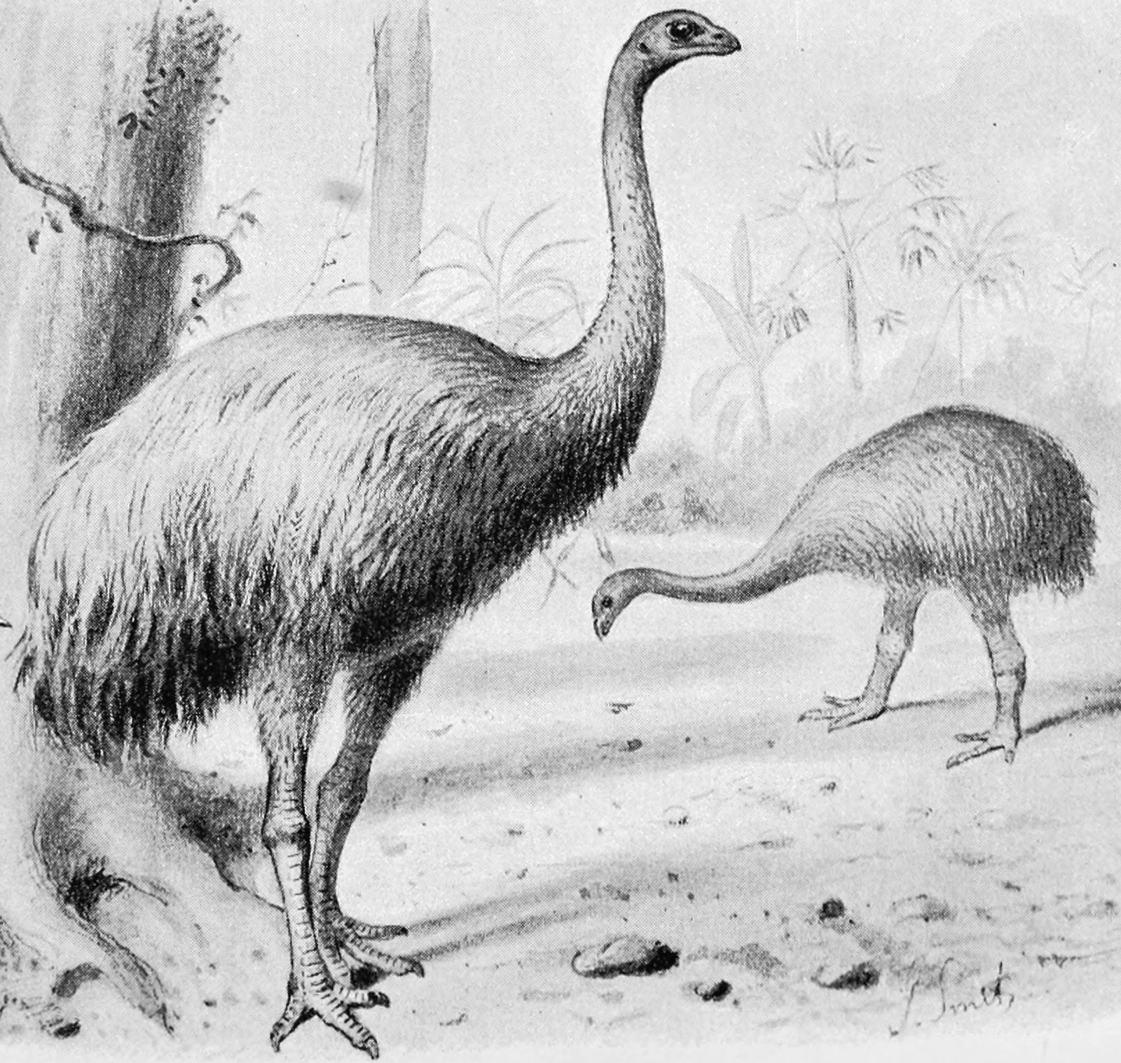 Moa: The Gentle Giants of the Forest (image credits: wikimedia)