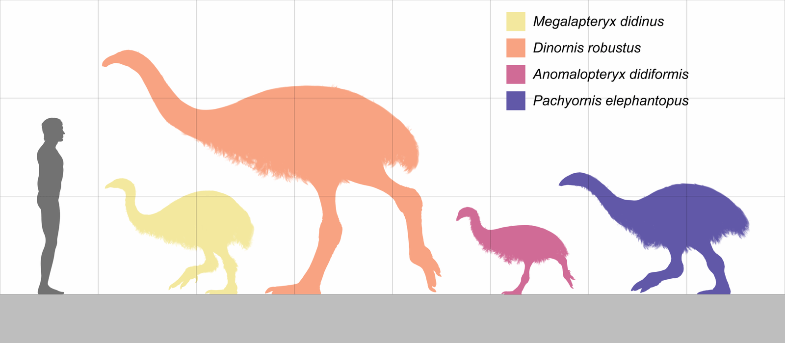 The Moa’s Defense: Adaptation or Vulnerability? (image credits: wikimedia)