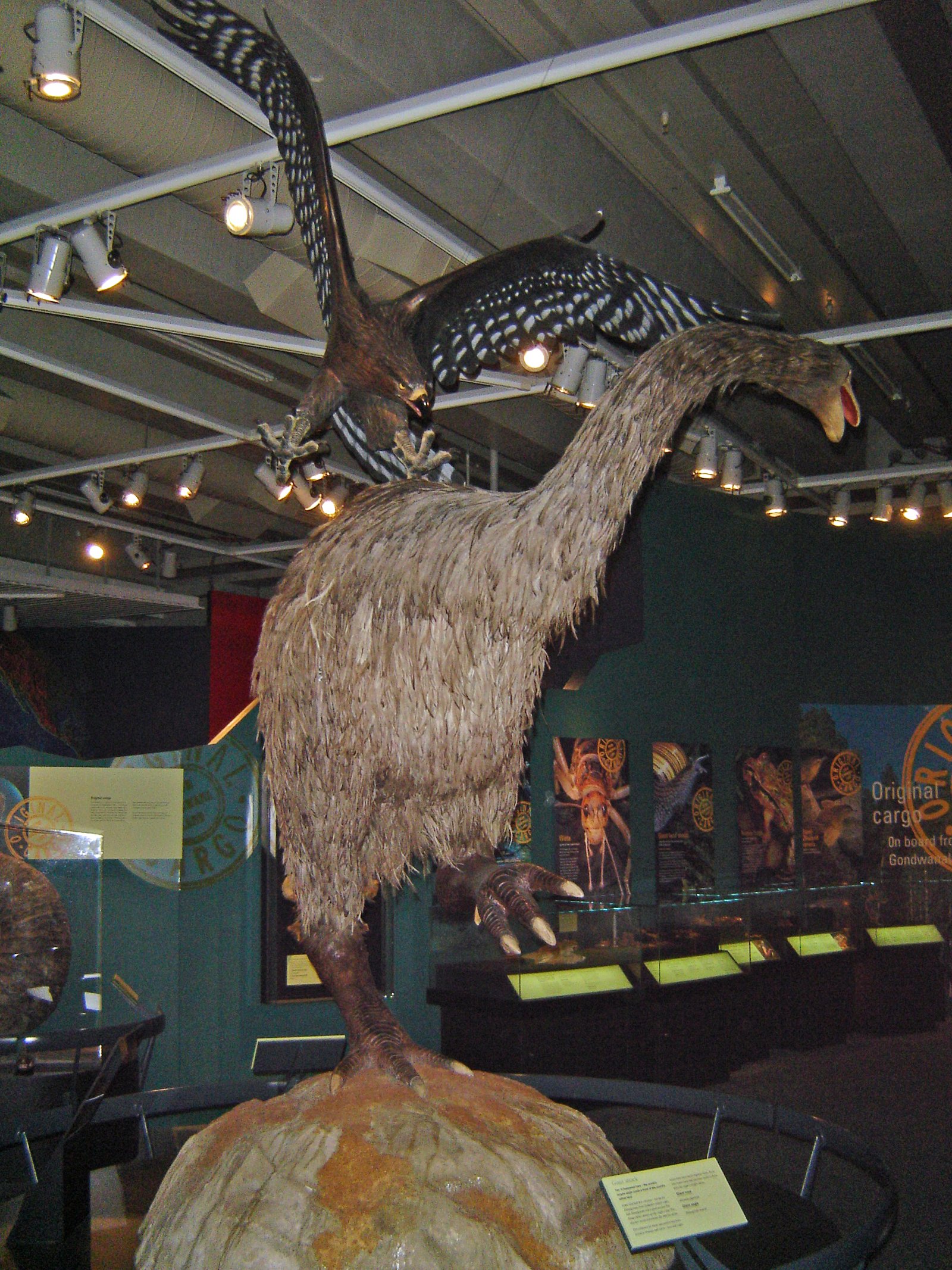 Life in the Shadows: The Daily Struggles of Moa (image credits: wikimedia)