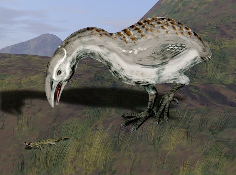 Haast’s Eagle’s Diet: More Than Just Moa (image credits: wikimedia)