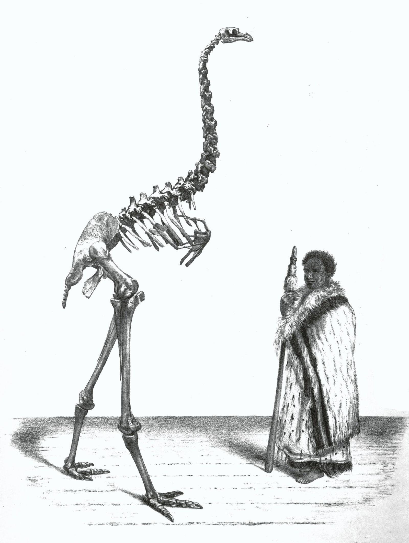 Legends and Lore: The Giants in Maori Culture (image credits: wikimedia)