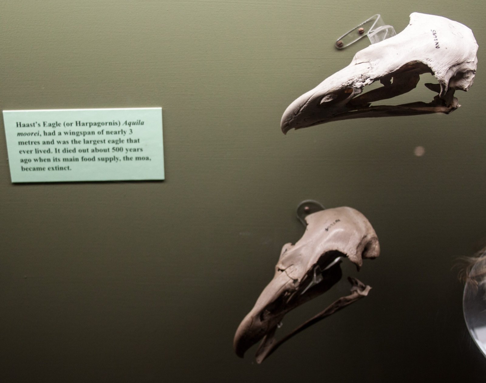 Modern Science Meets Ancient Mystery (image credits: wikimedia)