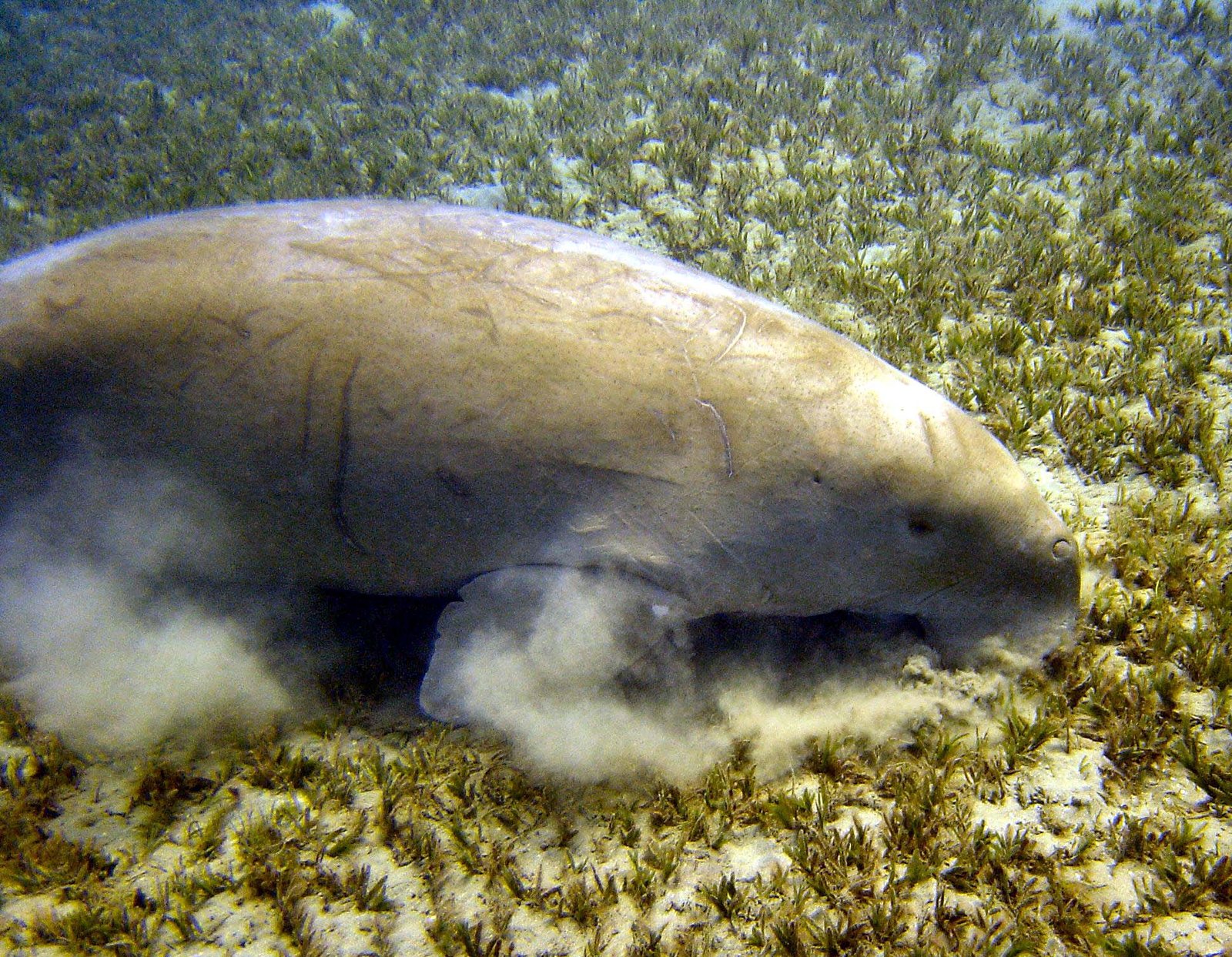 Dugongs and People: A Delicate Balance (image credits: wikimedia)