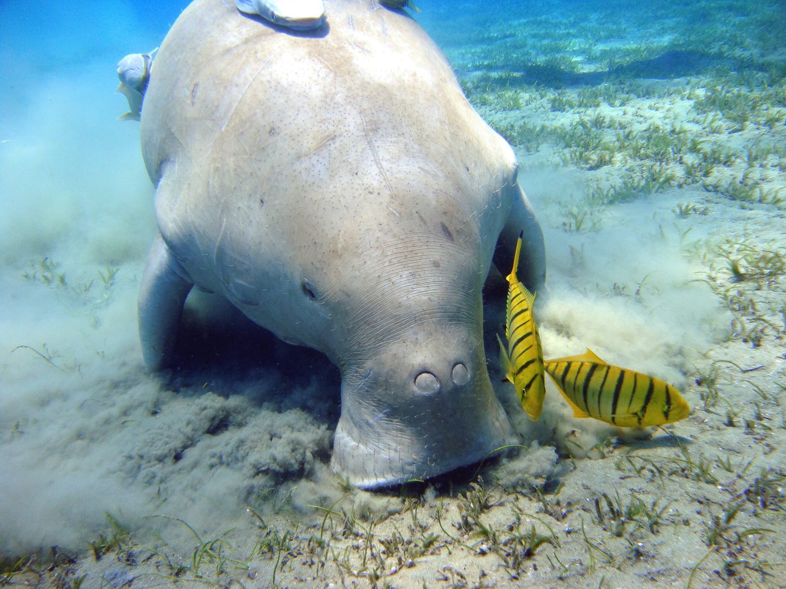 The Dugong’s Deep Thoughts: What Do They Feel and Know? (image credits: wikimedia)