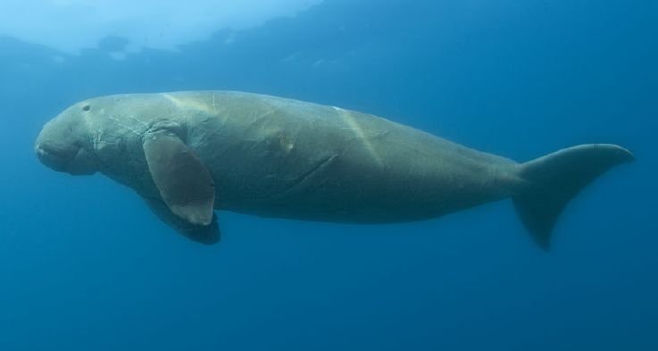 A Lasting Impression: The Mystery and Majesty of the Dugong (image credits: wikimedia)