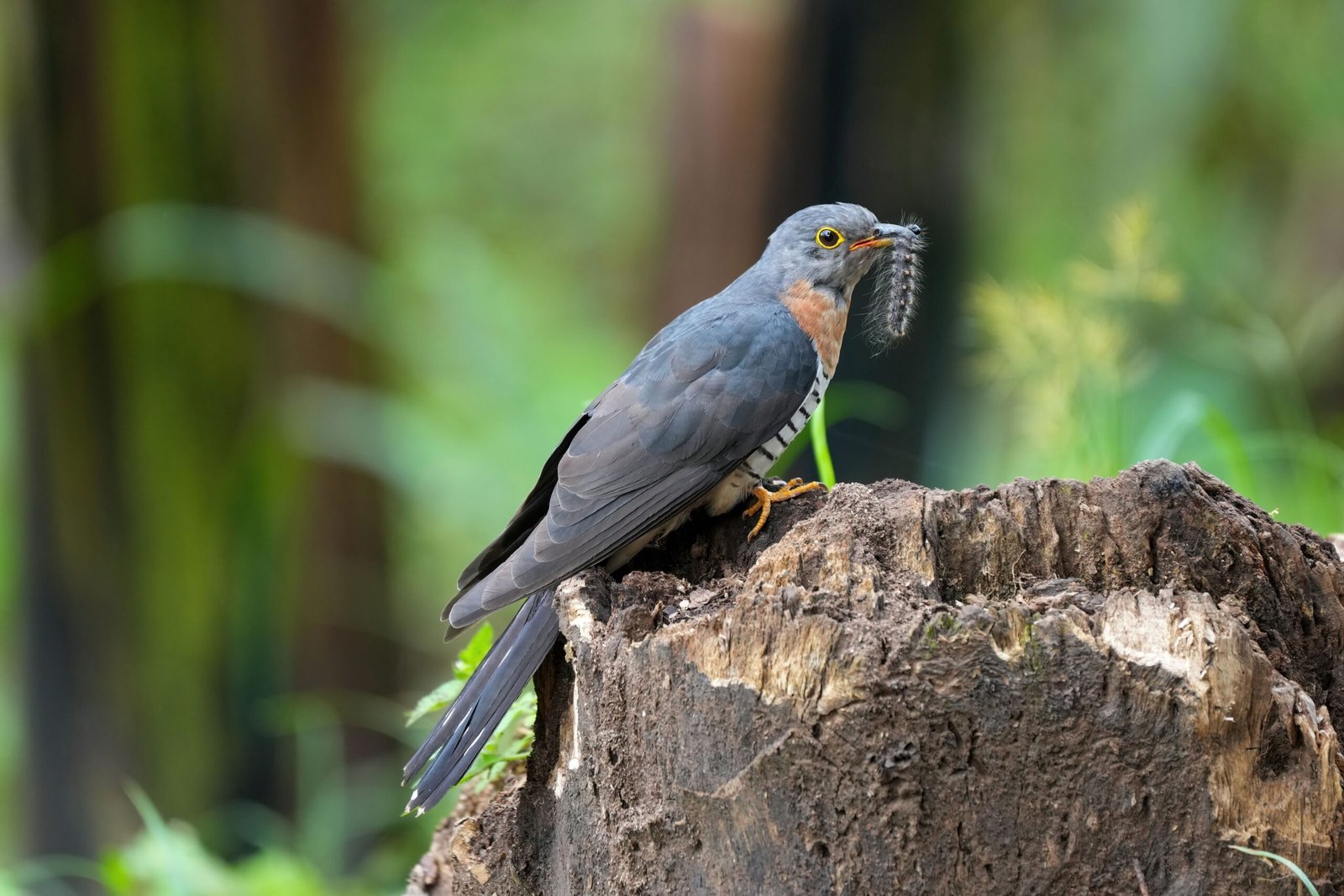 The Heartbeat of the Forest: Why Songbirds Matter (image credits: wikimedia)