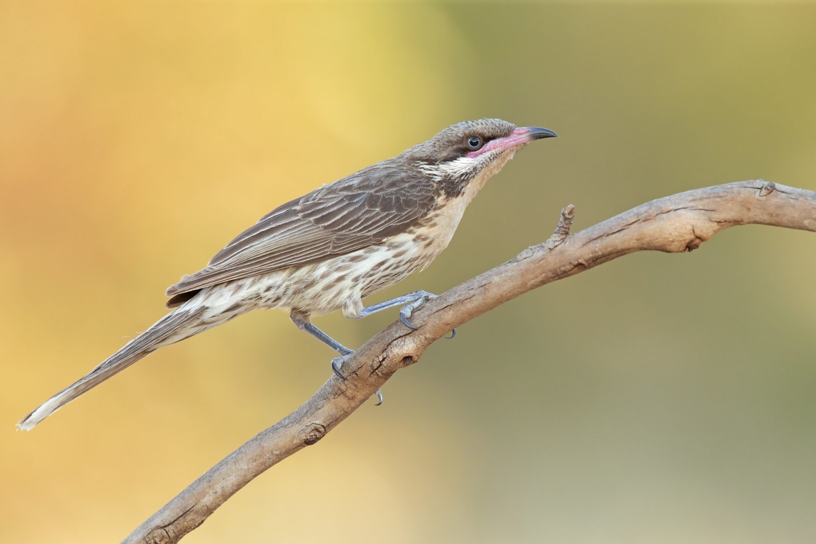 The Economic Cost of Losing Birds (image credits: wikimedia)