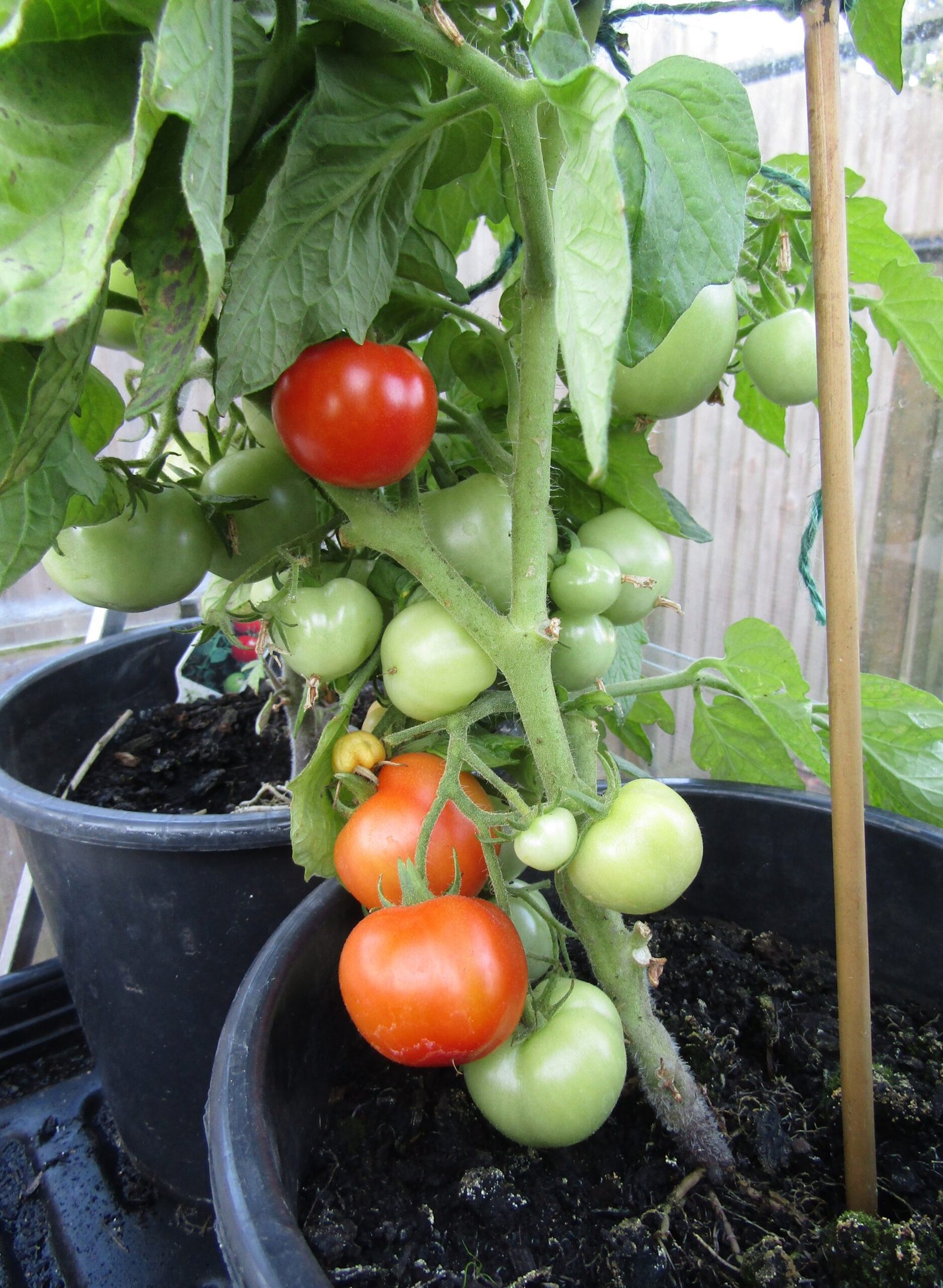 The Allure of the Bush Tomato: Nature’s Wild Gamble (image credits: wikimedia)