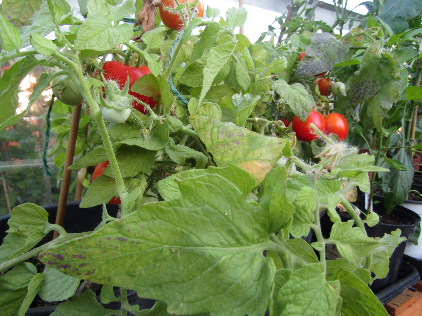 Why Are Some Bush Tomatoes Poisonous? (image credits: wikimedia)