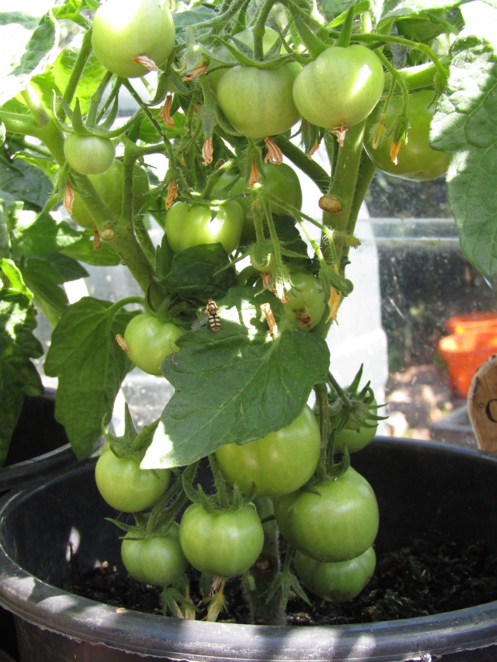 Global Interest: Bush Tomatoes Beyond Australia (image credits: wikimedia)
